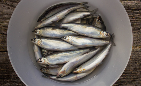 freshly caught whitefishの写真素材