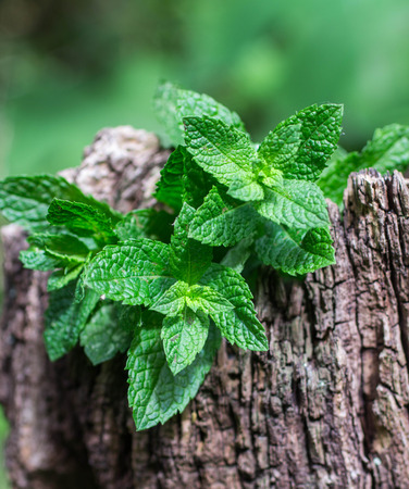 Fresh mint . Selective focusの写真素材