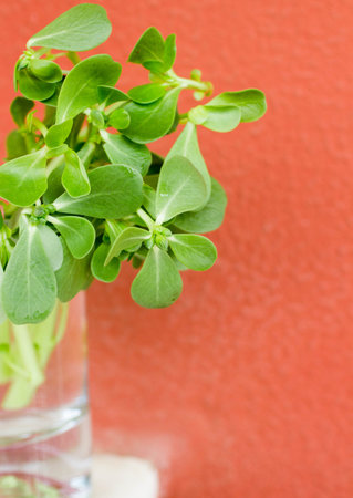 Field lettuce, lamb grass, mung bean salad. Fresh corn salad in a glass of water. Soft focusの写真素材