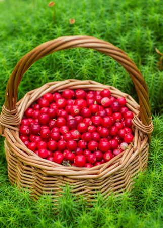 Ripe juicy cowberry in a basket in the autumn forest. Selective focusの写真素材