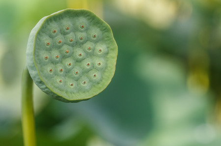 Fresh lotus seeds, green pod. Selective focusの写真素材