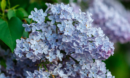 Blooming lilacs close up. Shallow depth of fieldの写真素材