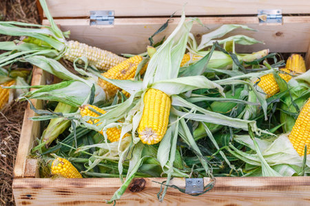 Fresh raw organic corn on the cob in a wooden box. Harvest from the garden. Selective focus