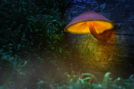 Glowing mushroom in Wonderland. Magic light of mushrooms in a fairy forestの写真素材