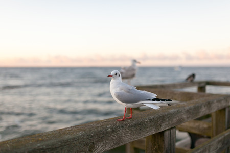 Seagull at the sunset on the coast of the Baltic Sea at the station of Usedom in Germanyの写真素材