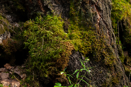 Green moss on the treeの写真素材