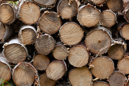 Textured pile of birch firewood in the countryの写真素材