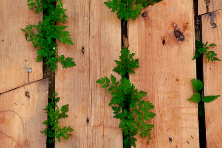 Green grass growing through wood boardsの写真素材