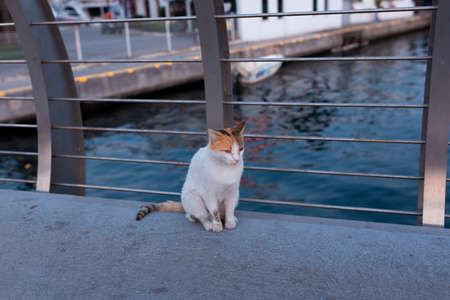Tricolor street homeless cat sitting on a bridge over a water channel at sunsetの写真素材