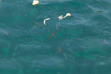 Small fish eat pieces of crab in seaの写真素材
