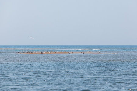 A flock of seagulls sits in the distance on the sand of the sea shallowsの写真素材