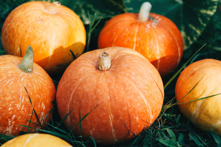 Ripe small farmer ecologically clean pumpkins of different varietiesの写真素材
