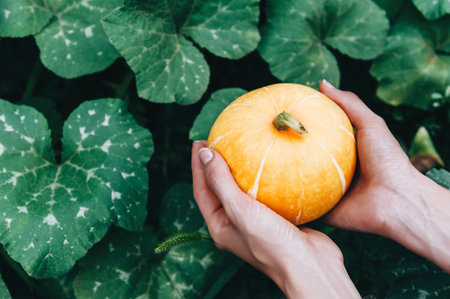 Ripe small farmer eco-friendly pumpkins in the hands of a farmer