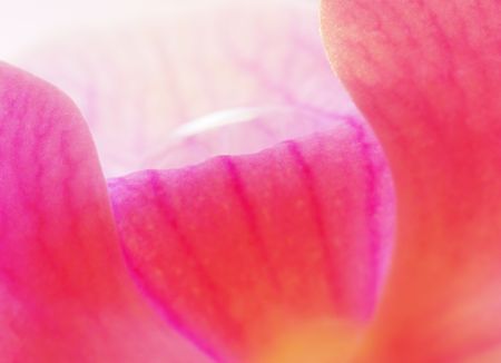 Macro photo of drop in orchid with soft focusの写真素材