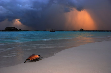 Color of coming storm on the sea with shell on foreground.の写真素材