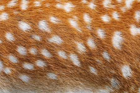 Close up shot of a deer fur, can be used as backgroundの写真素材