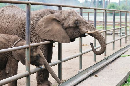 Baby and Mother Elephant behind a fence in zoo.の写真素材