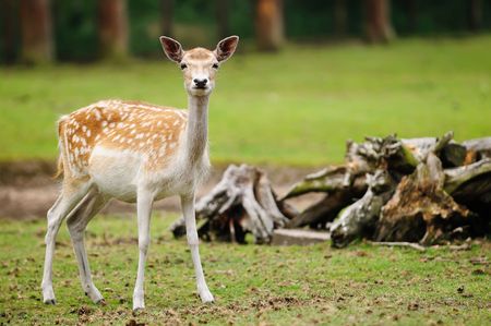 Shot of spotted deer (Axis deer). Focus on head of animal.の写真素材