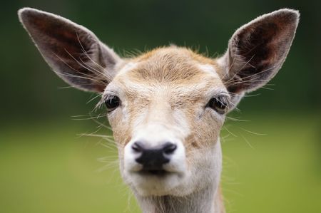 Portrait of deer. Selective focus on eyes.の写真素材