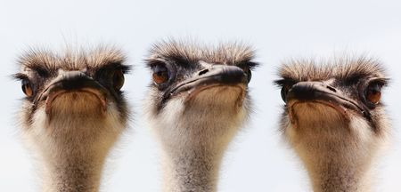 Close up shot of group ostrich against plain backgroundの写真素材