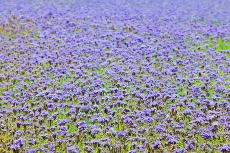 Field full of blue flowers. Focus on foreground.の写真素材