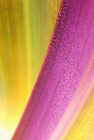 Abstract image of plant's leaves; extreme macro shot and shallow depth of field to create an organic colorful background.の写真素材