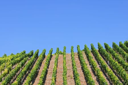 Vineyard rows against blue sky for copy space. Location: Meissen, Germany.の写真素材