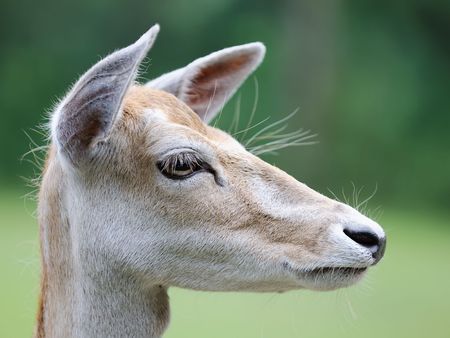 Close up shot of young deer. Focus is on the eye.の写真素材