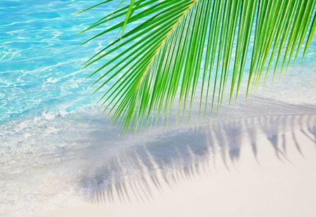 Theme for summer vacations - palm leaf over corall sand near the oceanの写真素材