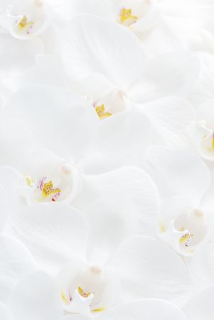 Close up shot of white orchid. Can be used as background.の写真素材