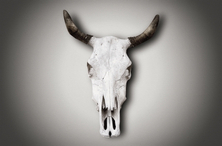 Image of an old cow skull hanging on white wall の写真素材