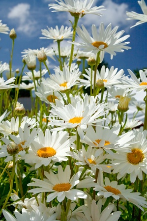 many cultivated camomiles close upの写真素材