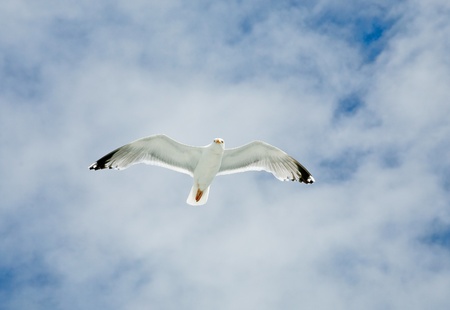 one seagull in clouds and blue skyの写真素材