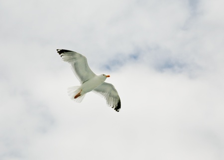 one seagull in clouds and blue skyの写真素材