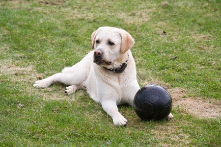 dog Labrador with black ballの写真素材