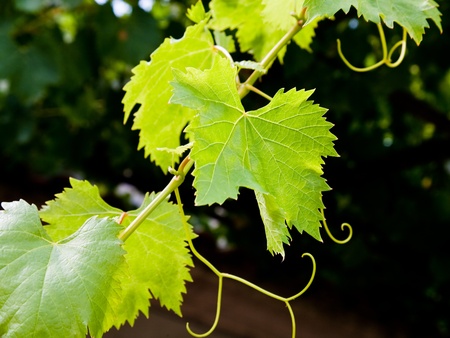 green leafs of vine in summer dayの写真素材