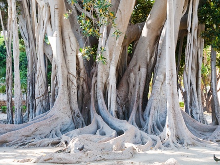 ficus magnolioide - historical giant tree in Giardino Garibaldi, Palermoの写真素材