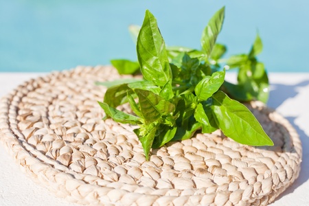 green leaves of basil close up outdoorの写真素材