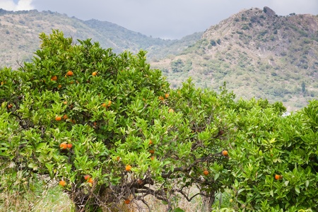 tangerine trees with mountains on background, Sicilyの写真素材