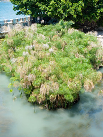 papyrus bush in Fountain of Arethusa, mythologic source, Syracuse, Italy