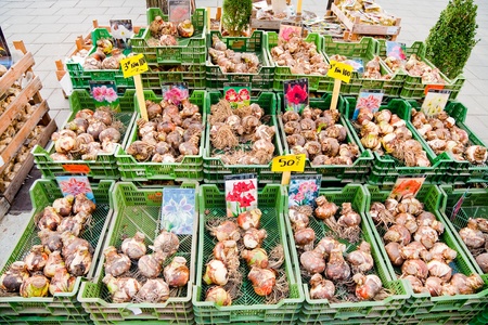 Tulip bulbs sales on street market in Stockholm, Swedenのeditorial素材