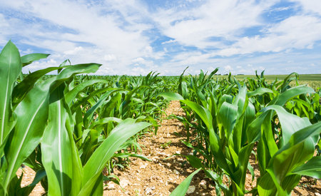 corn field under blue sky in France