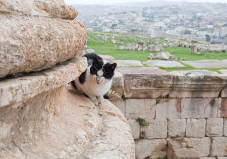cat in ruin of f ancient city Jerash , Jordanの写真素材