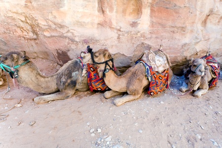 bedouin camels in Petra, Jordanのeditorial素材