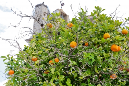 tangerine tree near Cathedral in town Faro, Portugalの写真素材