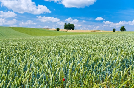 summer country landscape in Franceの写真素材