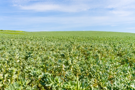 green agricultural field under blue sky in Franceの写真素材