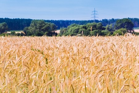 yellow wheat field under blue skyの写真素材