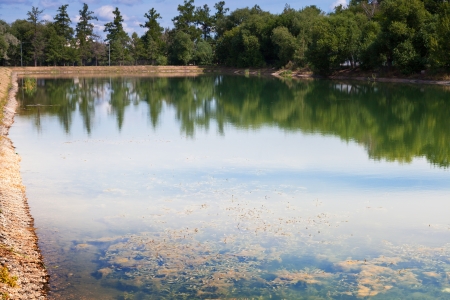 urban pond overgrown with weeds in summer dayの写真素材