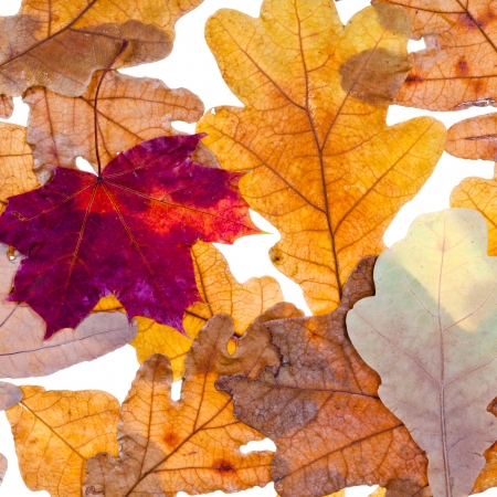 several dried autumn maple and oak leaves isolated on white backgroundの写真素材